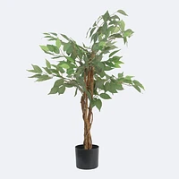 Faux Ficus Tree - 3 Trunks