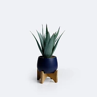 Aloe Plant on Stand
