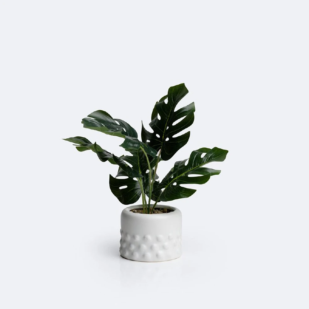 Monstera Planter