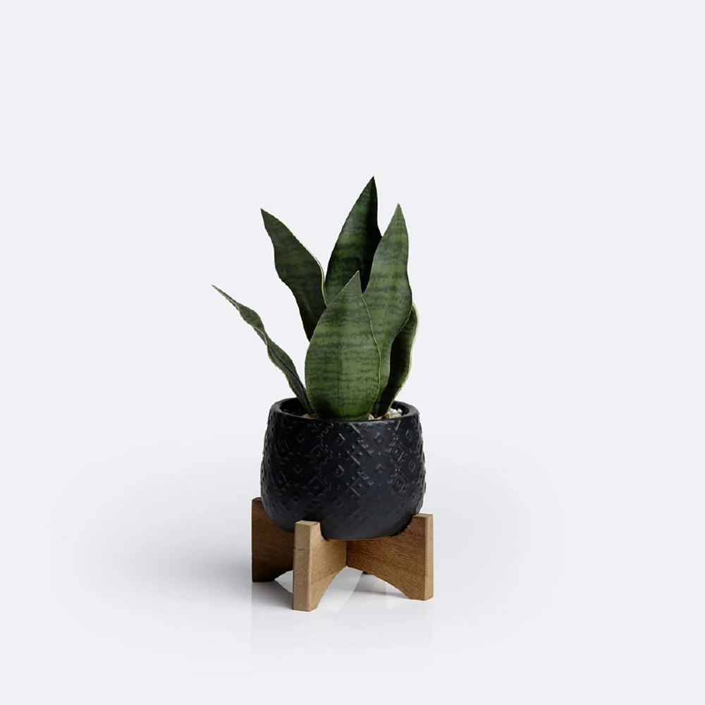 Snake Plant on Stand