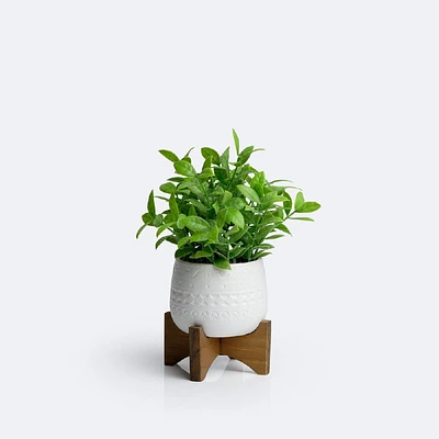 Artificial ZZ Plant on Stand