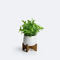 Artificial ZZ Plant on Stand