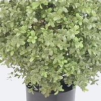 Faux Boxwood Topiary - 60cm