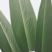 Faux Canna Plant