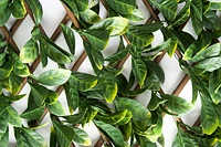 Laurel Willow Trellis