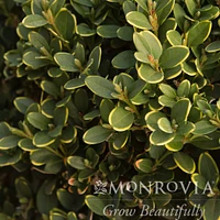 Green Mountain Topiary Boxwood (Ball)