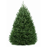 6 Ft. Fraser Fir Tree (Live Cut)