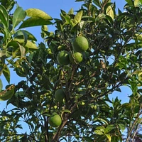 Persian 'Bearss' Lime Tree