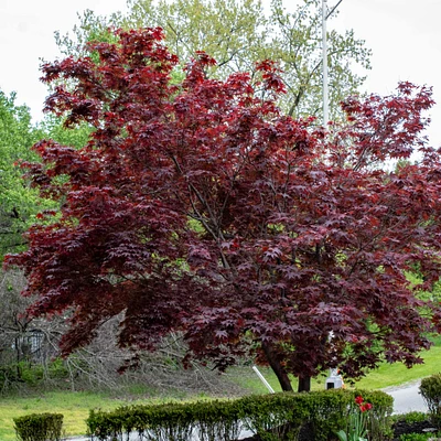 Bloodgood Japanese Maple