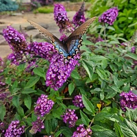 Blueberry Pie™ Butterfly Bush