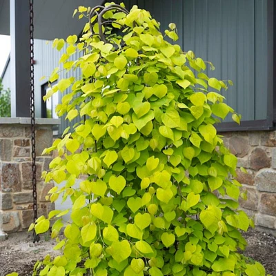 Golden Falls® Redbud Tree
