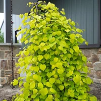 Golden Falls® Redbud Tree