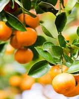 Clementine Mandarin Tree