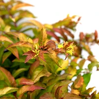 Firefly® Honeysuckle Bush