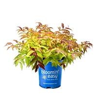 Firefly® Honeysuckle Bush
