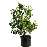 Romeo Cherry Tree