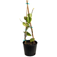 Black Pepper Plant