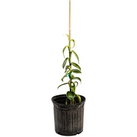 Vanilla Bean Plant