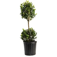 Green Mountain Topiary Boxwood (Ball)