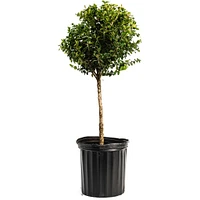 Green Mountain Topiary Boxwood (Ball)