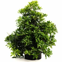 Enchanted Forest® River Run™ Pieris
