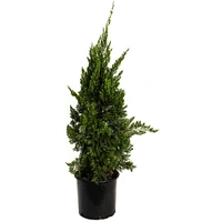 Hollywood Juniper Tree