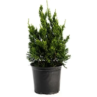 Hollywood Juniper Tree