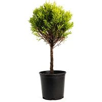 Lemon Cypress Tree Form Topiary