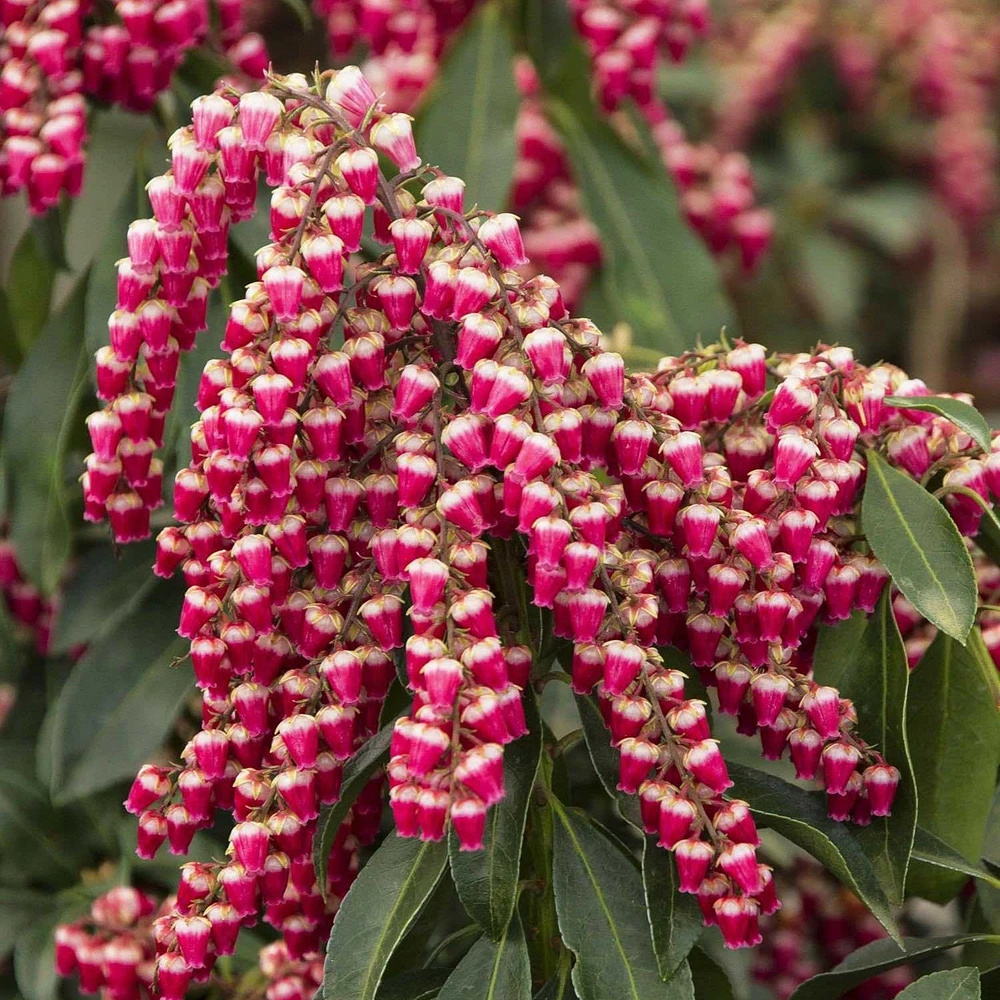 Enchanted Forest® Gay Goblin™ Pieris