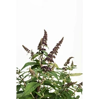 Blueberry Pie™ Butterfly Bush