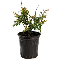 Bellini® Raspberry Crape Myrtle