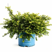 Thunderbolt® Box Honeysuckle