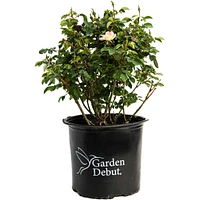 The Champion™ Sunblush Rose