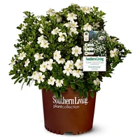 ScentAmazing® Gardenia