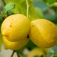 Genoa Lemon Tree