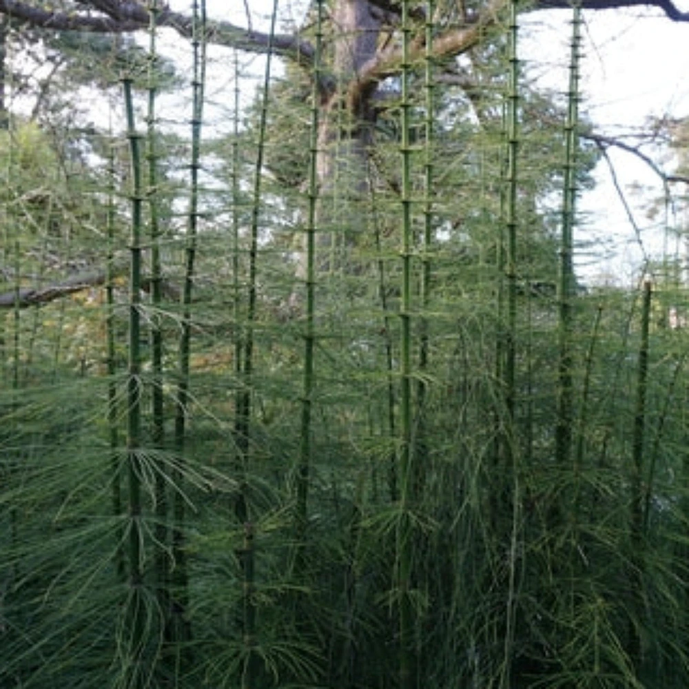 Giant Horsetail Reed