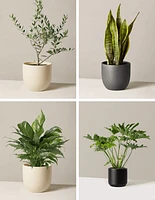 ‘Hope Garden’ Houseplant Bundle