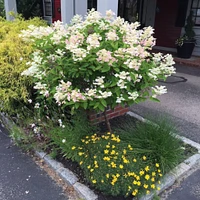 Quick Fire® Hydrangea Tree