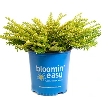 Thunderbolt® Box Honeysuckle