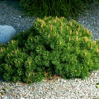 Pumillio Mugho Pine