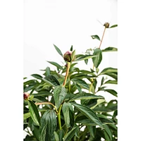 Sarah Bernhardt Peony