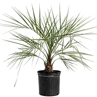 Pindo Palm
