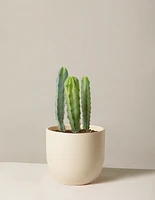 Blue Candle Cactus