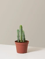 Blue Candle Cactus