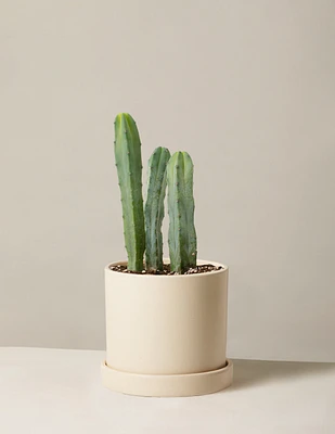 Blue Candle Cactus