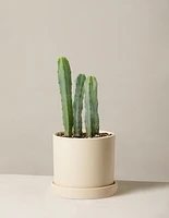 Blue Candle Cactus