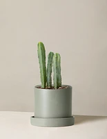 Blue Candle Cactus
