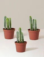 Blue Candle Cactus