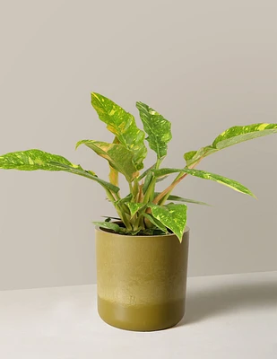 Philodendron Ring of Fire