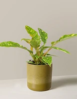 Philodendron Ring of Fire